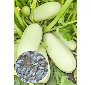 Кабачок Грибівський 100 г, вагове насіння Яскрава Кабачок Грибівський 100 г, вагове насіння Яскрава