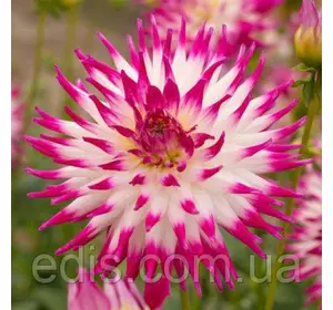 Жоржина Кактусова Dutch Explosion Жоржина Кактусова Dutch Explosion
