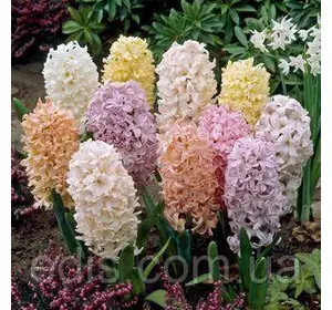 Арт-набір Леді Ді, 5 цибулин гіацинтів Арт-набір Леді Ді, 5 цибулин гіацинтів