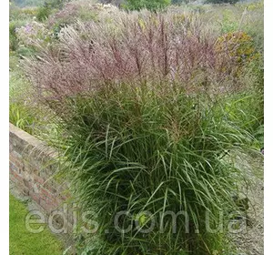 Міскантус Sirene Міскантус Sirene