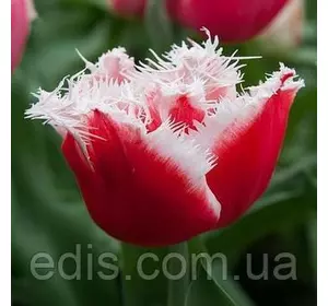 Тюльпан оторочений New Santa (Нью Санта), 3 цибулини Тюльпан оторочений New Santa (Нью Санта), 3 цибулини