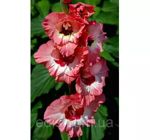 Гладіолус Wine and Roses 8/10 3 цибулини Гладіолус Wine and Roses 8/10 3 цибулини