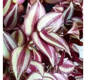 Традесканція зебрина Violet 10-20 см, 5/+ шт., 0,2 л. Традесканція зебрина Violet 10-20 см, 5/+ шт., 0,2 л.