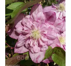 Клематис Innocent Glance (Інносент Гланс) Клематис Innocent Glance (Інносент Гланс)