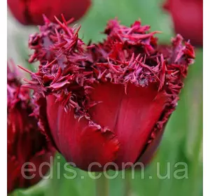 Тюльпан Versace (Versace) оторочений 3 цибулини Тюльпан Versace (Versace) оторочений 3 цибулини