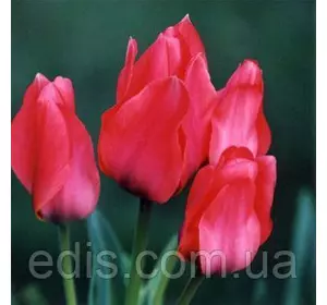 Тюльпан гібрид Грейга Toronto (Торонто) 3 цибулинки Тюльпан гібрид Грейга Toronto (Торонто) 3 цибулинки