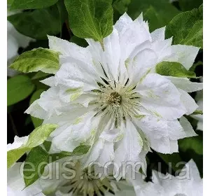 Клематис Yukiokoshi (Юкіокоші) Клематис Yukiokoshi (Юкіокоші)