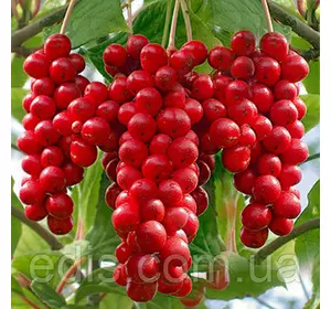 Лимонник китайський Лимонник китайський