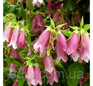 Дзвоник крапчастий рожевий, саджанці Дзвоник крапчастий рожевий, саджанці