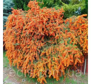 Піраканта Orange Glow у контейнері Піраканта Orange Glow у контейнері