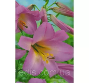 Лилия LO гибрид Pink Perfection (Пінк Перфекшн) 1 цибулина 12/14 Лилия LO гибрид Pink Perfection (Пінк Перфекшн) 1 цибулина 12/14