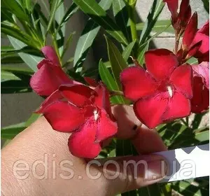 Олеандр вишневий Cherry Star (Чері Стар) кімнатна рослина Олеандр вишневий Cherry Star (Чері Стар) кімнатна рослина