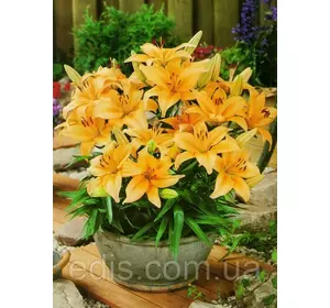 Лілія низькоросла Buff Pixtie (Бафф Піксті) 1 цибулина 12/14 Лілія низькоросла Buff Pixtie (Бафф Піксті) 1 цибулина 12/14