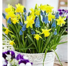 Набір цибулин квітів Сонячні зайчики 8 цибулин (нарциси, мускарі) Набір цибулин квітів Сонячні зайчики 8 цибулин (нарциси, мускарі)