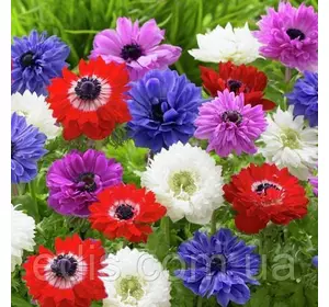 Анемона корончаста махрова суміш 5 бульб/уп. Анемона корончаста махрова суміш 5 бульб/уп.