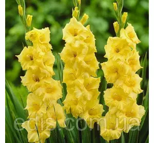 Гладіолус Nova Lux 3 шт./уп., великоквітковий Гладіолус Nova Lux 3 шт./уп., великоквітковий