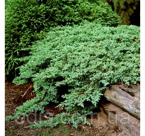 Ялівець Nana (Нана) у контейнері 2 л Ялівець Nana (Нана) у контейнері 2 л