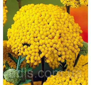 Деревій (тисячолистник) жовтий, насіння Яскрава 0.2 г Деревій (тисячолистник) жовтий, насіння Яскрава 0.2 г