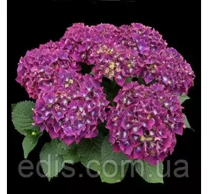 Гортензія великолиста Speedy Red Purple (Спиди Ред Пурпл) у контейнері 0,5 л. Гортензія великолиста Speedy Red Purple (Спиди Ред Пурпл) у контейнері 0,5 л.