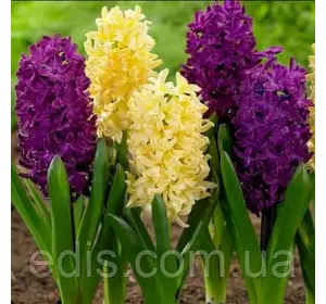 Арт-набір Banana Plum, 2 цибулини гіацинтів Арт-набір Banana Plum, 2 цибулини гіацинтів