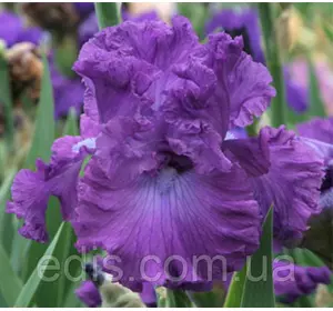 Ірис високий бородатий Aristocracy (Аристократія) Ірис високий бородатий Aristocracy (Аристократія)