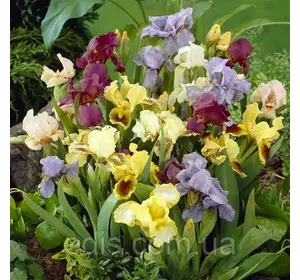 Колекція низькорослих ірисів 15 сортів Колекція низькорослих ірисів 15 сортів