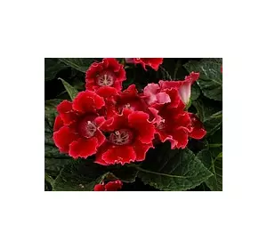 Глоксинія Crispa Meteor (Кріспа Метеор) 1 бульба Глоксинія Crispa Meteor (Кріспа Метеор) 1 бульба