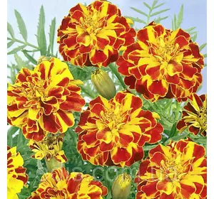 Чорнобривці низькорослі Болеро 0,5 г Насіння Яскрава Чорнобривці низькорослі Болеро 0,5 г Насіння Яскрава