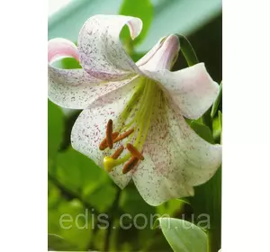 Лілія LL гібрид Lankon (Ланкон) 1 цибулина 12/14 Лілія LL гібрид Lankon (Ланкон) 1 цибулина 12/14