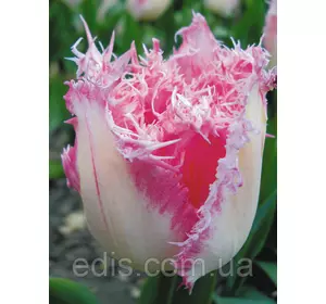 Тюльпан Huis ten Bosch (Хейс тен Бош) оторочений 3 цибулини Тюльпан Huis ten Bosch (Хейс тен Бош) оторочений 3 цибулини