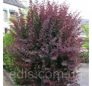 Барбарис оттавский Auricoma у контейнері 2 л Барбарис оттавский Auricoma у контейнері 2 л