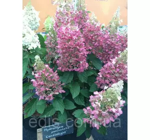 Гортензія Candlelight (Кенделлайт) волотиста в контейнері 2 л Гортензія Candlelight (Кенделлайт) волотиста в контейнері 2 л