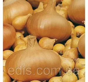 Цибулю севок Штуттгартер Різен 8/16 (середньоранній) 0.5 кг Цибулю севок Штуттгартер Різен 8/16 (середньоранній) 0.5 кг