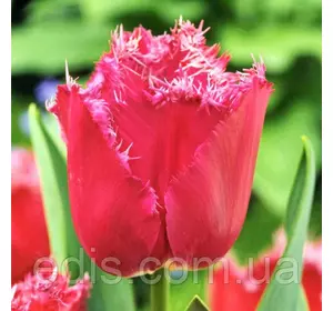 Тюльпан Madison Garden (Медісон Гарден) оторочений 3 цибулинки Тюльпан Madison Garden (Медісон Гарден) оторочений 3 цибулинки