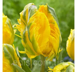 Тюльпан папуговий Jan van Nes Parrot (Ян Ван Нес Перрот) 3 цибулини Тюльпан папуговий Jan van Nes Parrot (Ян Ван Нес Перрот) 3 цибулини