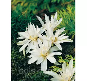 Колхікум (пізньоцвіт) білий махровий Alboplenum 1 цибулина 14/+ Колхікум (пізньоцвіт) білий махровий Alboplenum 1 цибулина 14/+