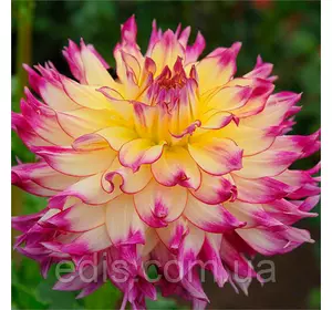 Жоржина високоросла Zoey Rey Жоржина високоросла Zoey Rey