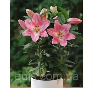 Лілія низькоросла Souvenir (Сувенір) 1 цибулина 12/14 Лілія низькоросла Souvenir (Сувенір) 1 цибулина 12/14