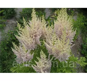 Астільба Milk and Honey (Мілк енд Хоні) Астільба Milk and Honey (Мілк енд Хоні)