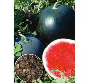 Кавун Вогник 100 г, вагове насіння Яскрава Кавун Вогник 100 г, вагове насіння Яскрава