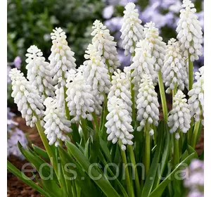 Мускарі Siberian Tiger (Сибериан Тайгер) 5 цибулини Мускарі Siberian Tiger (Сибериан Тайгер) 5 цибулини