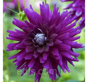 Жоржина Кактусова Purple Gem Жоржина Кактусова Purple Gem