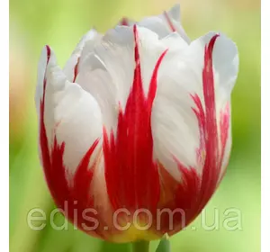 Тюльпан Тріумф Rem's Sensation (Ремс Сенсейшн) 3 цибулинки Тюльпан Тріумф Rem's Sensation (Ремс Сенсейшн) 3 цибулинки
