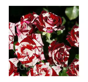 Троянда спрей Найт Флеш ( Flash Night ) Троянда спрей Найт Флеш ( Flash Night )