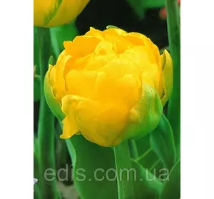 Тюльпан махровий ранній Thule Exotic (Тюль Екзотік) 3 цибулинки Тюльпан махровий ранній Thule Exotic (Тюль Екзотік) 3 цибулинки