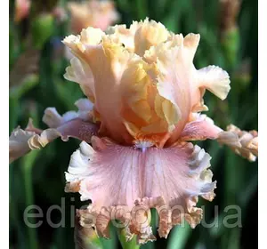 Ірис бородатi I'm Your Lady Ірис бородатi I'm Your Lady