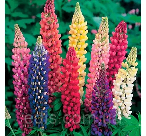 Люпин низькорослий, набір 3 шт. Люпин низькорослий, набір 3 шт.