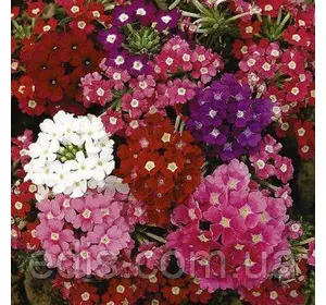 Вербена гібридна низькоросла суміш 0,2 г, насіння Яскрава Вербена гібридна низькоросла суміш 0,2 г, насіння Яскрава