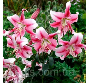 Лілія гігант Anastasia 1 цибулина 12/14 Лілія гігант Anastasia 1 цибулина 12/14