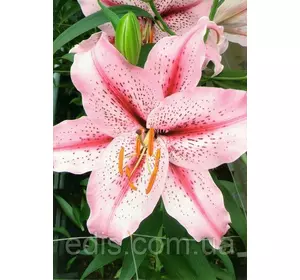 Лілія орієнтальна тигрова Tiger Edition (Тайгер Едішн) 1 цибулина 12/14 Лілія орієнтальна тигрова Tiger Edition (Тайгер Едішн) 1 цибулина 12/14